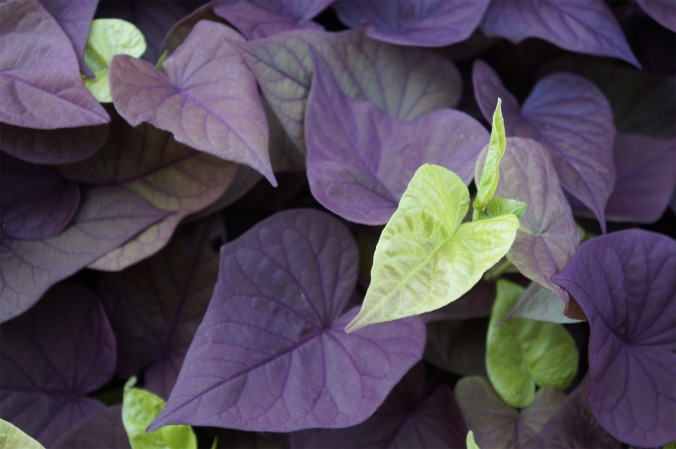 photograph of green leaves amidst purple leaves