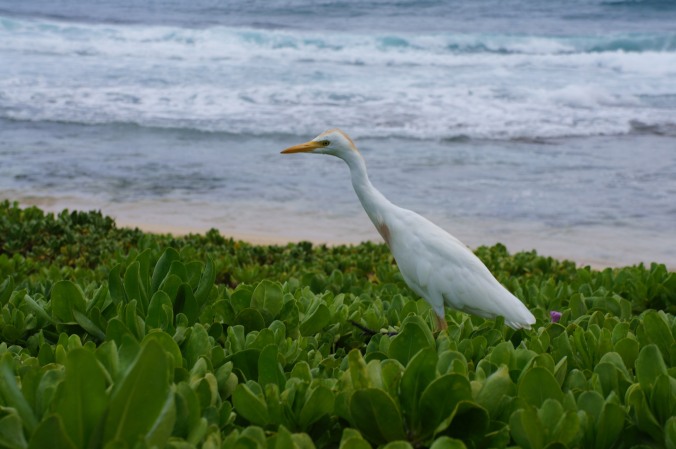 photograph of a cattle egret walking on top of a hedge