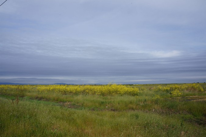 photograph of mustard fields